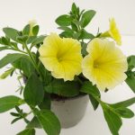 Petunia Bees Knees