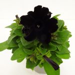 Petunia Gotunia Black