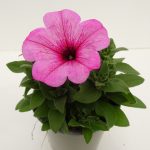 Petunia Sweetunia