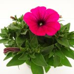 Petunia Sweetunia