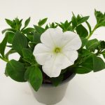 Petunia Sweetunia