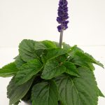 Salvia Mysty