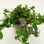 Scaevola
