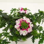 Verbena