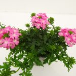 Verbena