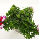 Verbena