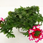 Verbena