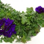Verbena