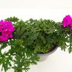 Verbena
