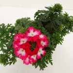 Verbena