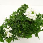 Verbena