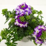 Verbena