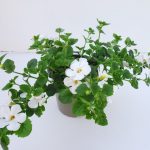 Bacopa