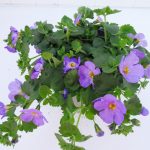 Bacopa (2)