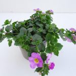 Bacopa (3)