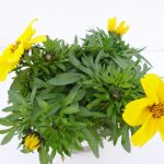 Bidens Popstar