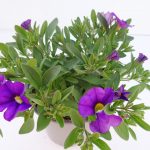 Calibrachoa (2)