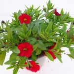 Calibrachoa (3)