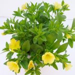 Calibrachoa (5)
