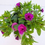 Calibrachoa gefüllt