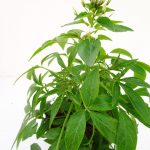 Cleome Blanca