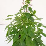 Cleome Carolina