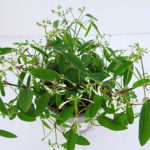 Euphorbia Diamond Frost