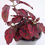 Hypoestes