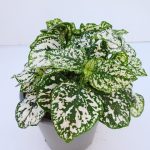 Hypoestes (2)