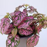 Hypoestes (3)