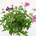 Nemesia Triomio Poetry