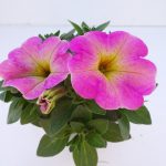 Petunia
