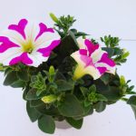 Petunia Amore Pink