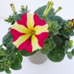 Petunia Amore Queen