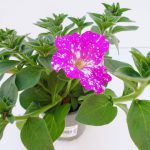 Petunia Dolly Dots MAG