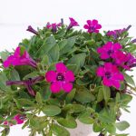 Petunia Itsy