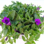 Petunia Itsy (2)