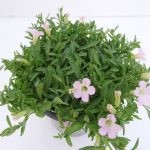 Petunia Itsy (3)