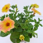 Petunia Mango Medness