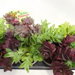 Sedum Mix aufrecht
