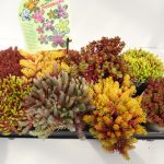 Sedum Mix flach