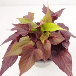 Ipomea Bronze
