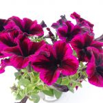 Petunia Cosmic Purple