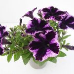 Petunia Cosmic Violet