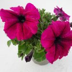 Petunia Gotunia Burgundy