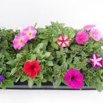 Petunia Patia