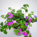 Bacopa Trio