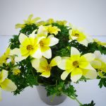 Bidens Electric White