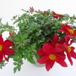 Bidens Firedance