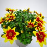 Bidens Royal Brocade